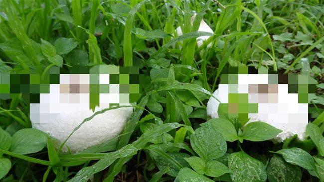 種多肉植物竟長奶頭？這菌菇是限制級