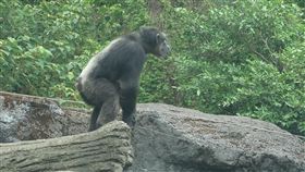 動物園黑猩猩攀枝條逃出展場嚇壞遊客（3）台北市立動物園黑猩猩「莎莉」（圖）10日下午攀附一棵枝條垂降較低的植物逃脫展場，嚇壞遊客，幸好無人受傷。不過，展場內9隻黑猩猩短期內都不會出來見客。（台北市立動物園提供）中央社記者梁珮綺傳真　106年9月10日