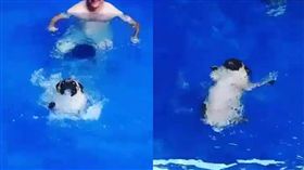 毛孩,巴哥,狗狗,游泳,仰式,狗爬式　圖／翻攝自IG