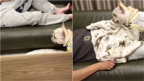 鬥牛犬,汪星人,貼心,蓋棉被,暖舉,窩心　圖／翻攝自BoB IG https://goo.gl/PYnL36