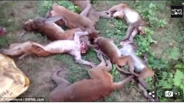 被老虎叫聲嚇死？印12隻猴離奇死亡