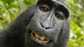 黑冠獼猴納魯托（Naruto）自拍＿https://www.peta.org/blog/settlement-reached-monkey-selfie-case-broke-new-ground-animal-rights/