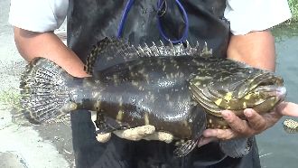 中國龍虎斑打趴台灣石斑　養殖戶喊慘