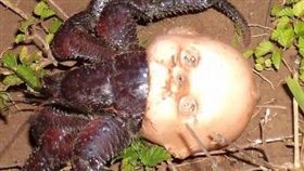 寄居蟹揹「光頭娃」爬！噩夢指數爆表／圖翻攝自Twitter