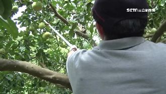 泰利近逼！鱘龍魚、文旦業者急防颱