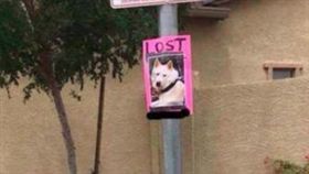 寵物,走失,狗,尋狗啟事,海報（圖／翻攝自reddit）