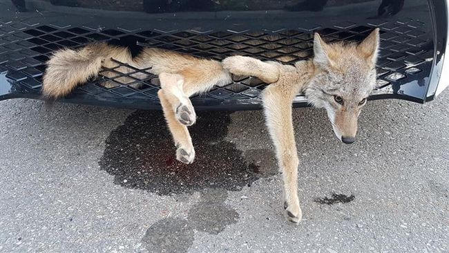 郊狼被車撞卡在保險桿　毫髮無傷獲釋