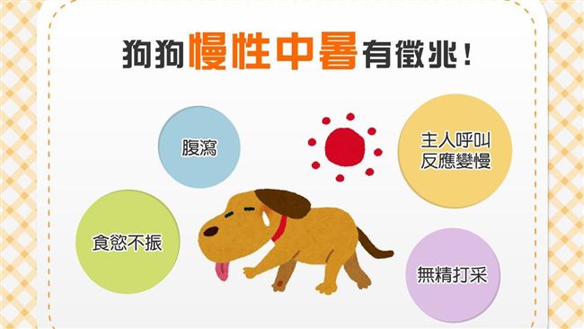 日頭赤炎炎！狗狗慢性中暑的4大徵兆