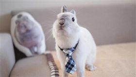 兔子,https://www.instagram.com/toronouchi/