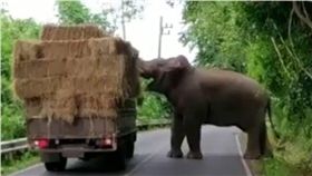 泰國,大象,卡車,過馬路,乾草,玩耍　圖／翻攝自YouTube