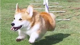 柯基,汪星人,狗,障礙跑,障礙物　圖／翻攝自IG