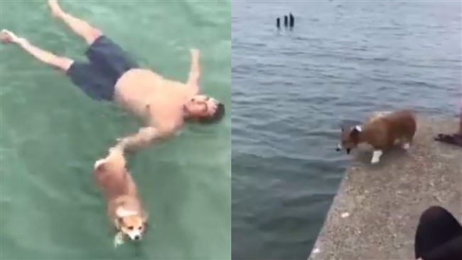 裝溺水測愛犬忠誠　網友痛批：過分！