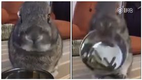  嫌飼料不好吃…兔兔變8+9怒摔碗 圖／翻攝自爆料公社亞洲版臉書