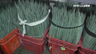 農民搶收完颱風沒來　三星蔥價慘跌