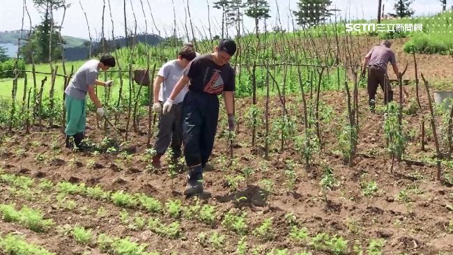 花3萬遊北韓　體驗「幫金正恩種田」