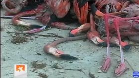 颶風艾瑪,古巴,紅鶴（圖／翻攝自YouTube）