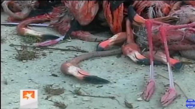 颶風艾瑪肆虐　數千隻紅鶴扭曲慘死