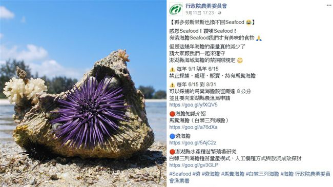 因Seafood爆紅！小編其實是他