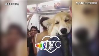 柯基魅力無法擋　路人回頭率百分百