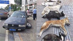 餐廳老闆獵捕路邊小狗煮狗肉火鍋。（合成圖／翻攝自中國報、楚天都市報）