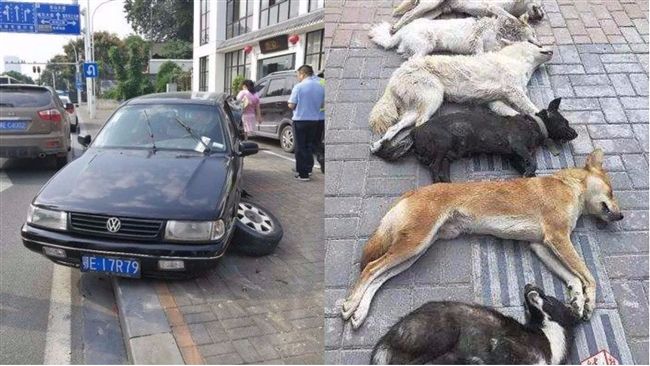 怕愛犬被煮成狗肉火鍋　主人即刻救援