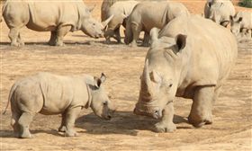 白犀牛　六福村
