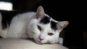 貓咪、貓、喵星人／flickr／Adrian Scottow／https://flic.kr/p/mGEMFC