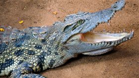 鱷魚／flickr／Ravi Jandhyala／https://flic.kr/p/bo2Dwe