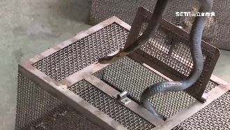 眼鏡蛇闖入廚房！婦遭咬稱第一次看到