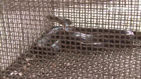 L蛇闖屋咬婦1600