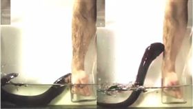 電鰻,鰻魚,科學家,實驗,攻擊,Ken Catania　圖／翻攝自YouTube