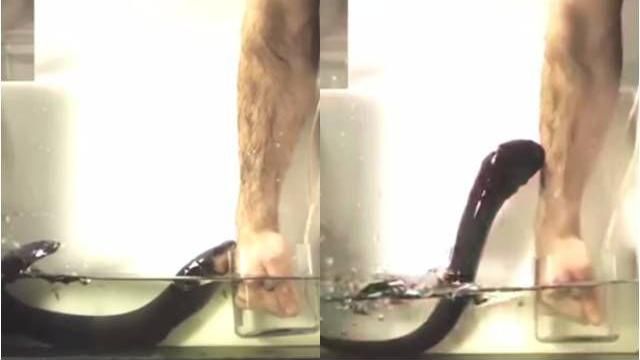 科學家測試電鰻威力　拿自己當實驗品