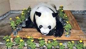 熊貓,人工飼養,長壽.巴斯,大陸,盼盼,北京亞運會,吉祥物　圖／翻攝自新華社