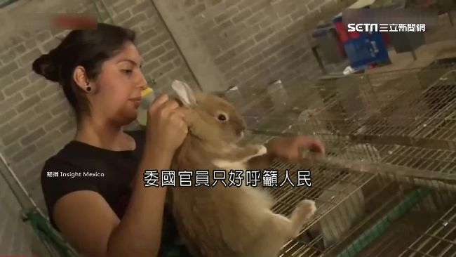 委國送兔子加菜　反被當寵物還取名