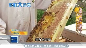 職業「採蜜人」　挨叮成家常便飯