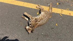 彰化第一筆石虎路殺紀錄／石虎保育大使  阿虎加油臉書