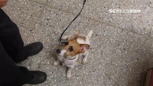 男玩槍誤傷友人　偵爆犬傑克草堆尋槍