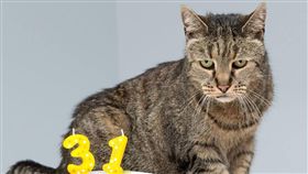 貓,英國,長壽,流浪貓,辭世,金氏世界紀錄（圖／翻攝自Westway Veterinary Group 臉書）