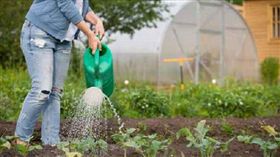 澆花、澆水／達志影像／美聯社