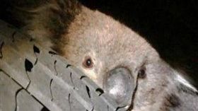 澳洲,駕駛,無尾熊,保育動物,意外,輪胎