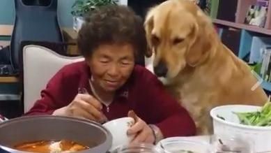 給我吃一口嘛！黃金獵犬狂盯阿嬤吃飯