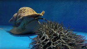 拯救大堡礁出奇招 澳擬釋放巨型海蝸牛（圖／翻攝自《Australian Institute of Marine Science》YouTube頻道）