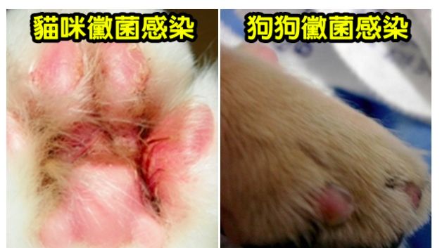 寵物診療室　貓狗也會得香港腳