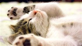 圖片來源：寵物滔客