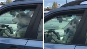 喇叭聲,車主,主人,哈士奇（圖／翻攝自Summit County Loves Their Pets臉書）https://www.facebook.com/groups/711842568914639/permalink/1357180784380811/