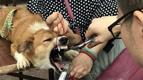 １６：９
影／殘忍…嫌狗狗叫聲太吵　江湖郎中大街「動手術」剪聲帶
圖／翻攝自成都商報
http://ydy.zhongsou.com/WebApi/custom_detail?mongoId=59be5850b38524420e561f86-11