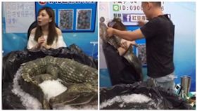 超狂直播拍賣！美女主播為吸引人氣  竟抱鱷魚大跳探戈
圖/翻攝自紅豆海鮮直播網