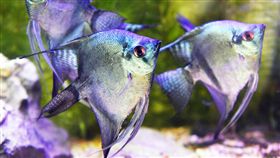 16:9
阿凡達神仙魚（2）2017台灣觀賞魚博覽會18日在農委會舉行展前記者會，預展台灣養殖業者研發的成果阿凡達神仙魚（圖），藍綠色金屬光澤在不同光源角度照射下會呈現多變亮麗的寶石色。中央社記者施宗暉攝  106年9月18日