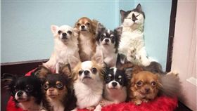 狗,貓,吉娃娃,毛小孩,汪星人,亂入,合照,床,被窩　圖／翻攝自　IG