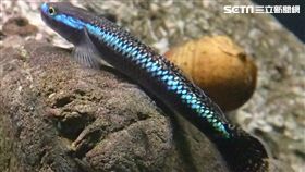 睽違2年、觀賞魚博覽會又來了！這些魚種別錯過